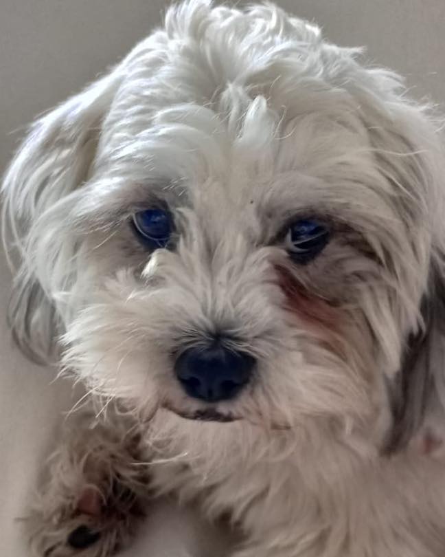 Toby