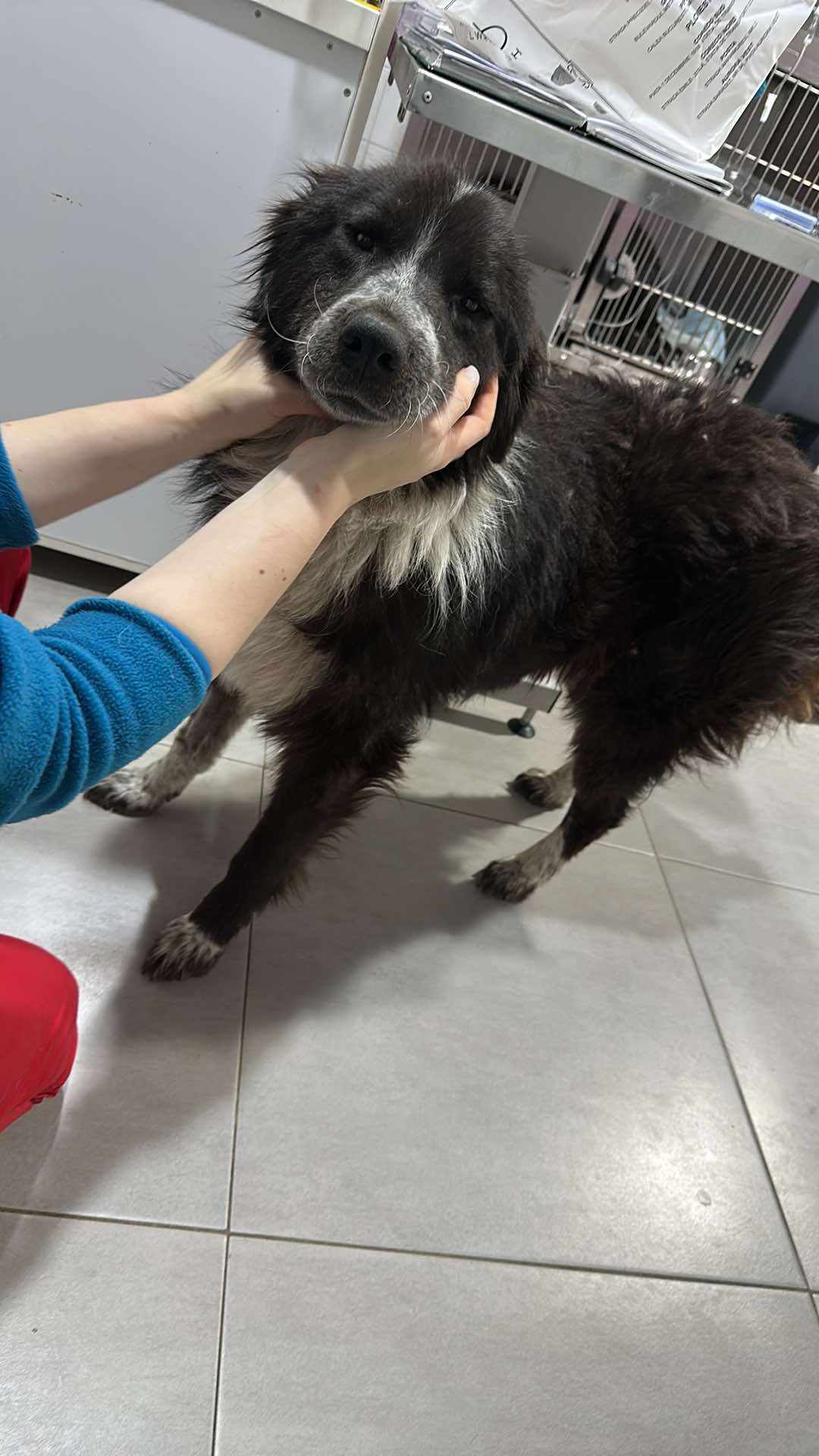 Hero – MossMania Dog Rescue