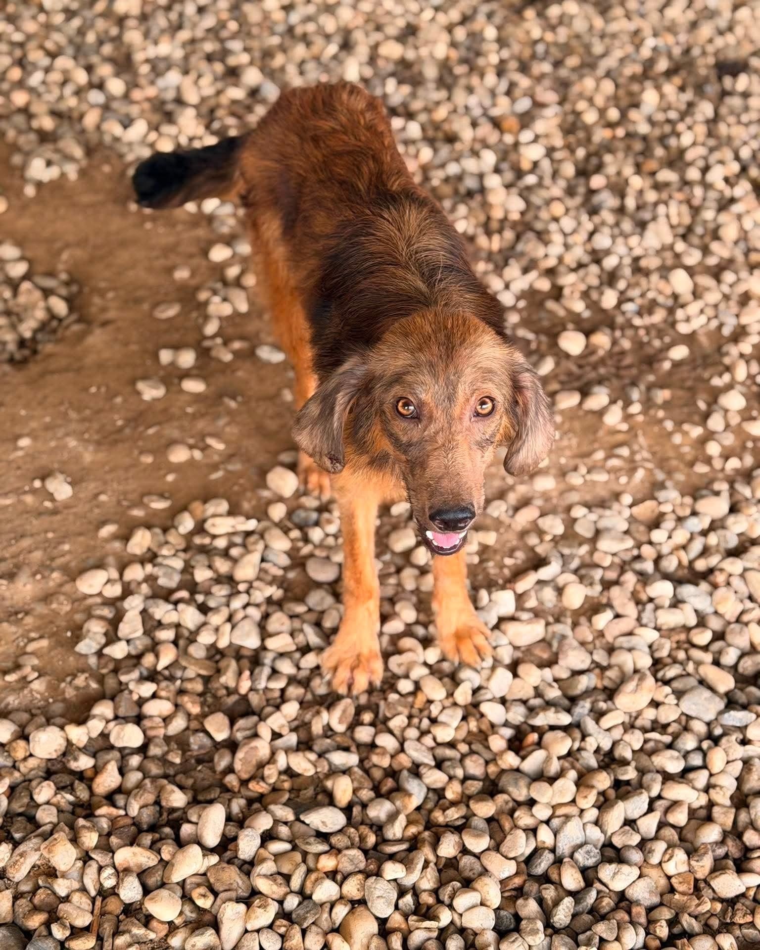 Mocha