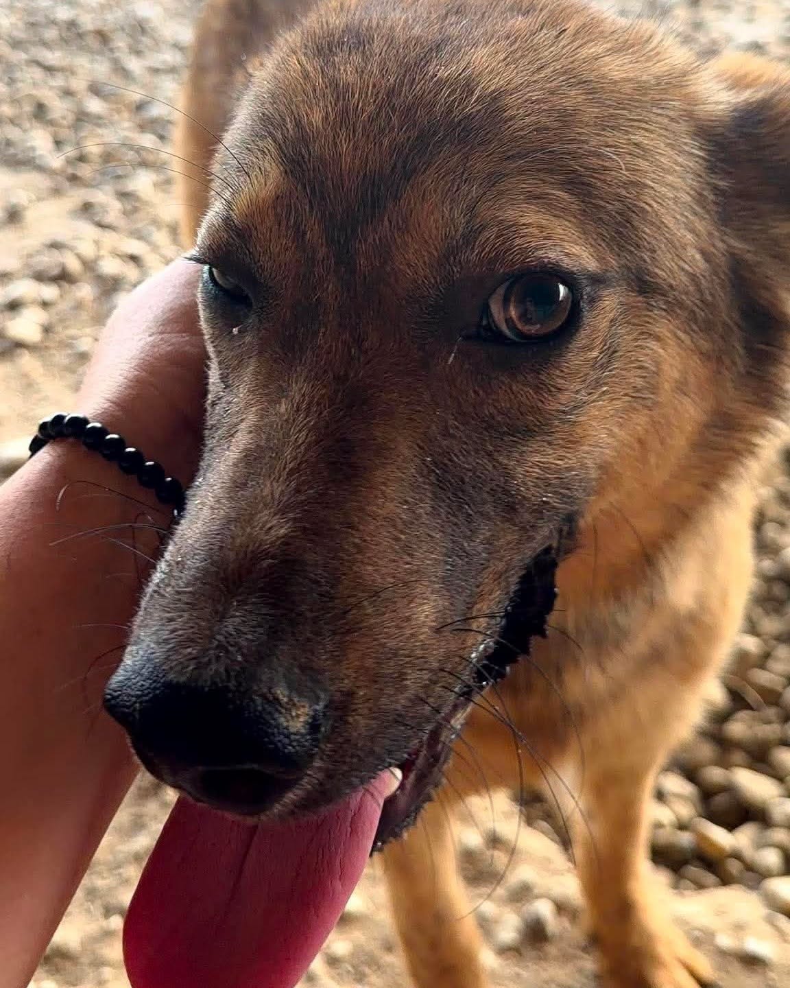Koa