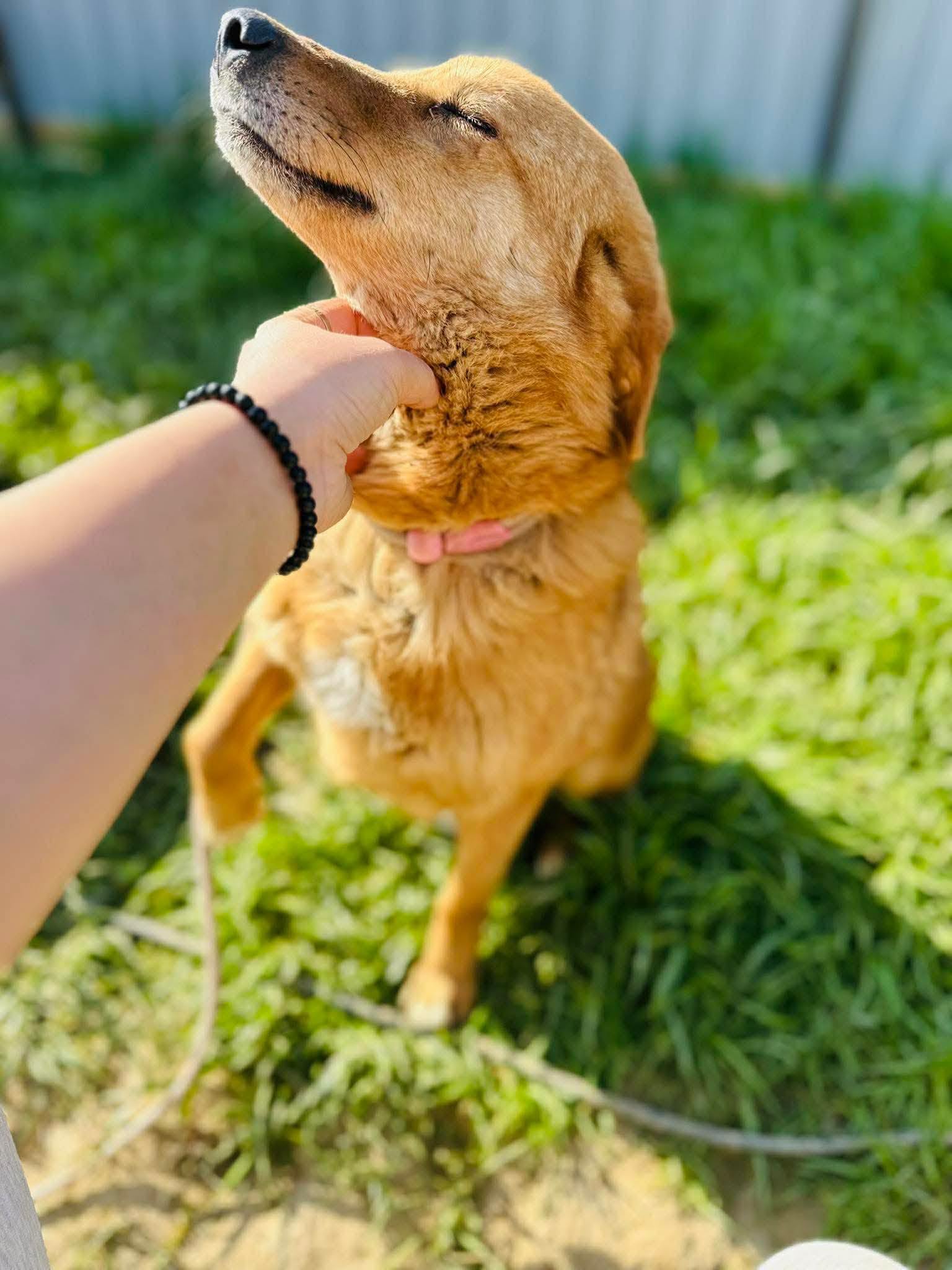 Ranger