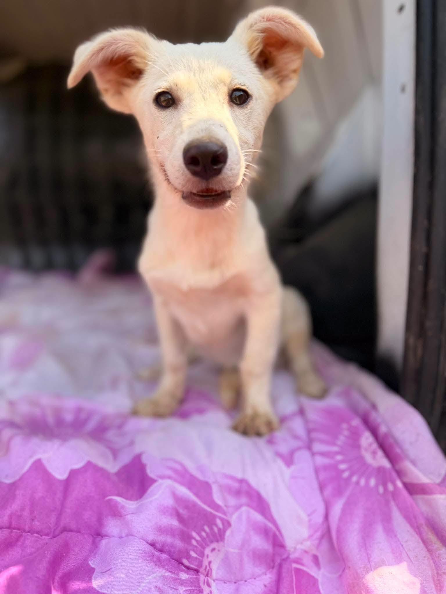 Skye