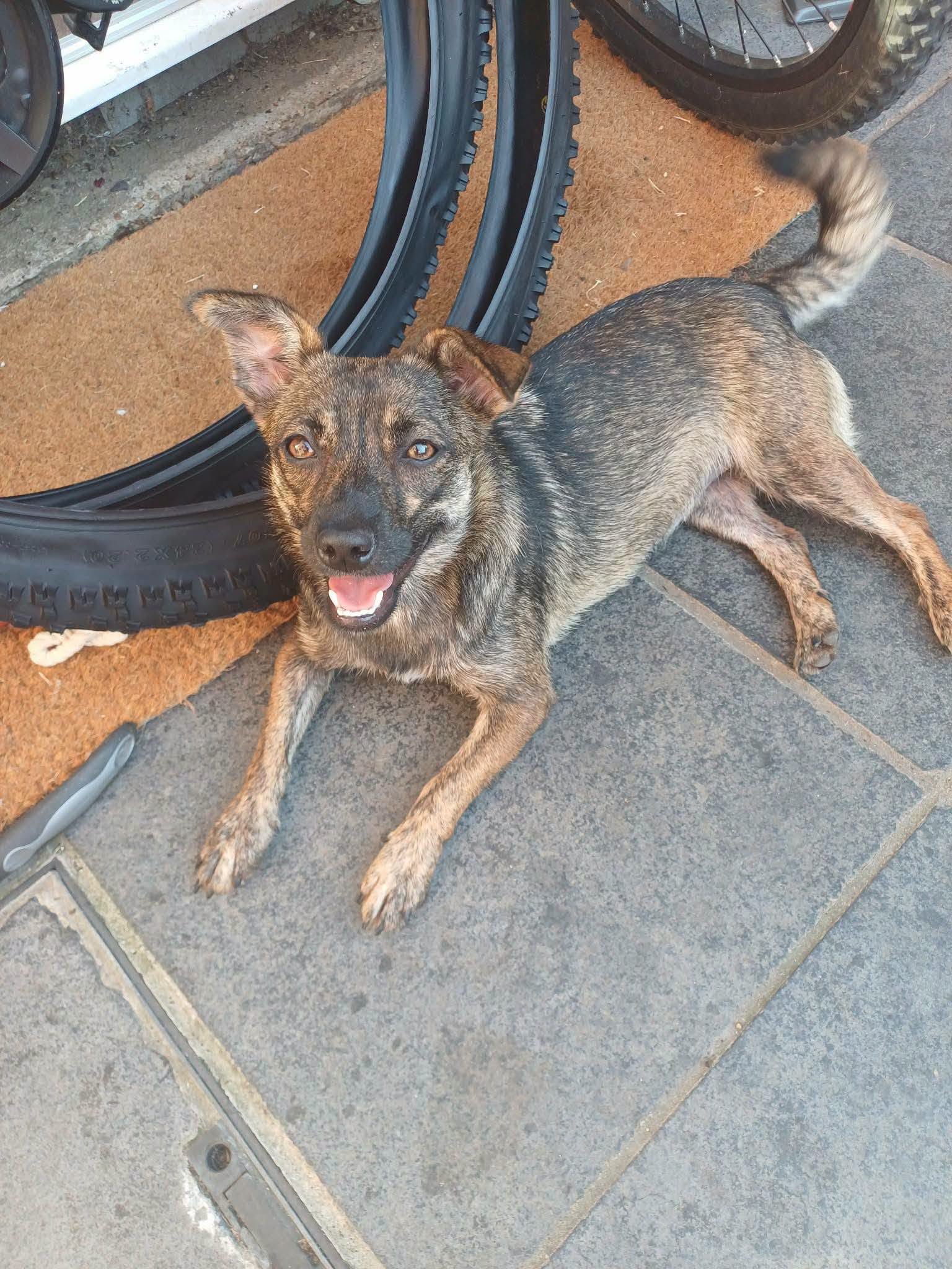 Bonnie